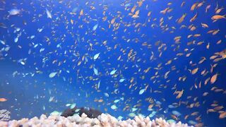 Under Water Fish