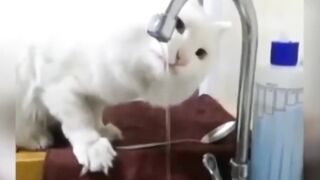 cute kittens 2