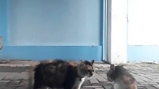 Cats Fight Over Territory