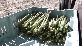 TEKNIK PERTANIAN ASPARAGUS MODERN EROPA | PANEN ASPARAGUS DI LUAR NEGERI