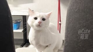Cat dance ????????????