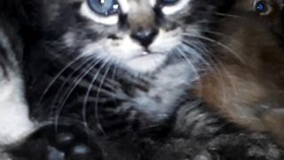 lonely kitten