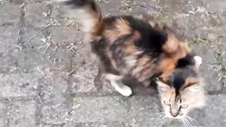 Give Breakfast to My Cat