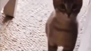 Zapping de chats drôles compilation.