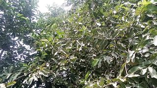 Beautiful tree 2