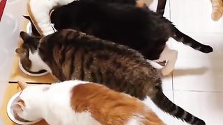 Akibat oyen belum cuci muka