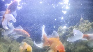 colorful ornamental fish
