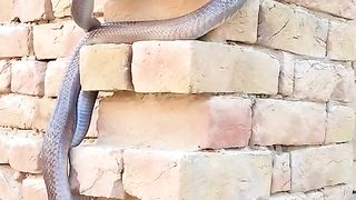 Very Amazing video cobra ????