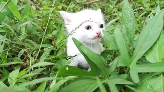 Baby cat calling its mother