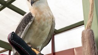 Beautiful eagle
