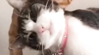 Animal funny behavior