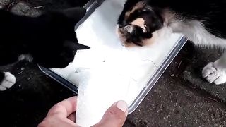 Happy Cat Family