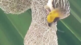 How birds build nests