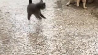 @#funnycats