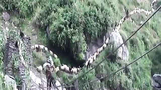 The sheep and the shepherd
