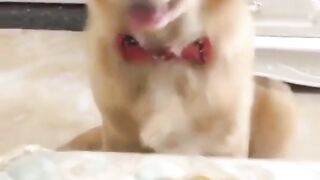 Chien drole tiktok ???? Chien drôle et mignon ???? #video drôle #animaux drôle #video drole tiktok #short.