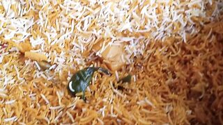 Street food ....https://payup.video/u/205463 2