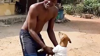 Dance with a dog or go back to your ex