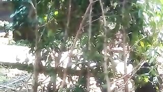 beringin benjamina tinggi 3 meter bahan bonsai