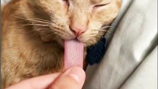 Cute pet funny moment2