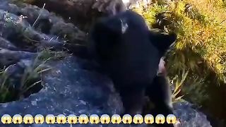This person was attacked by a bear while climbing a mountain