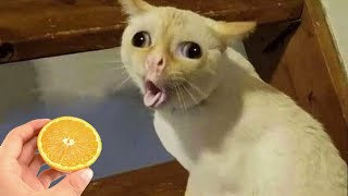 Essayer De Ne Pas Rire ???? Meilleurs Chats et Chiens Drôles ???????? 13