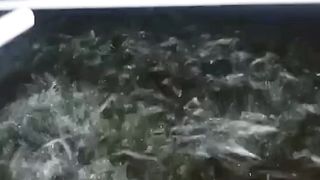 Cara agar ikan lele BERBOBOT dan menang saat di timbang❗100% JITU