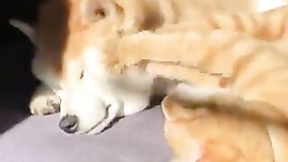 Cat fawning over dog