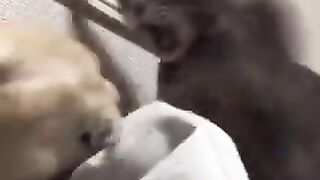 Cat striking a cat that tried to bite its owner.