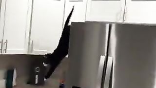 A cat that should have gone to get a bug but got trapped.