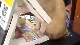 Cat sitting on cash register for some reason