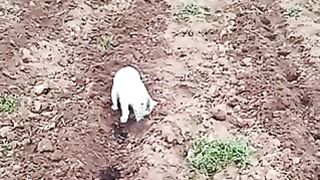 Cat that mistakes fertilizer for poop