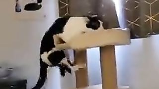 Cat flapping its legs