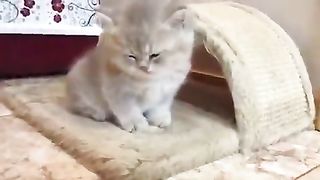 Sleepy cat in a doze