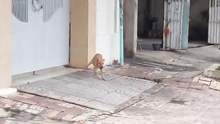 What's The Dog Looking For And Where's His Owner?