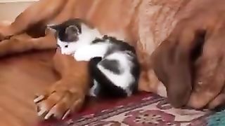 Kitten with big dog