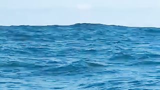 Baleia Jubarte em Ilhabela 2