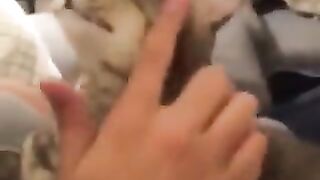 Pleasant grooming for cats