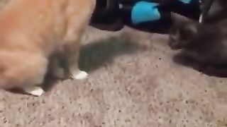Cat that somehow moved forward