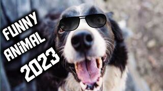 Complications of dog and cat animal funny video 2023