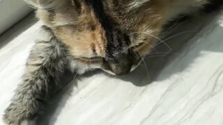My Cat is Sad