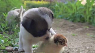 Funny Dogs #viral #Shorts