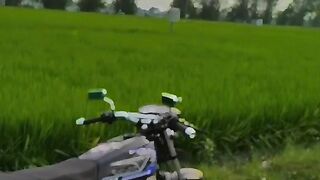 Penghoby montor tua