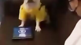 funny dogs compilation