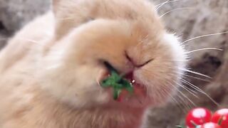 Cute Pets 5