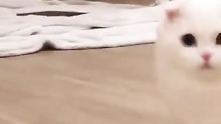 Adorable and cute cat