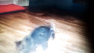 Kucing 9