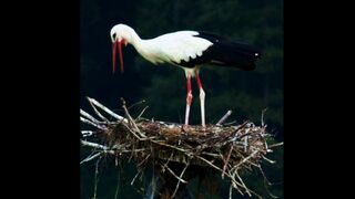 Birds of Asia