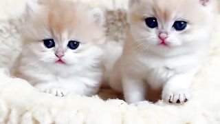 Cute cat 53