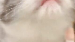 Cute cat, cat wants to suckle